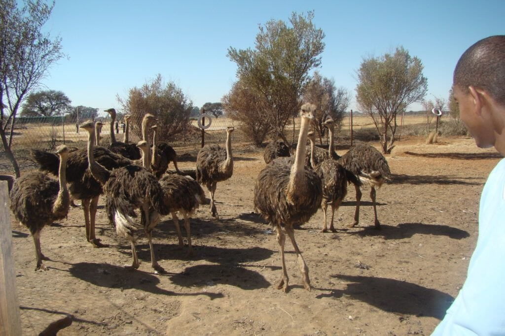 Oreratile Ostrich Farm